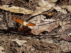 Heteronympha mirifica