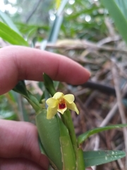 Maxillaria variabilis