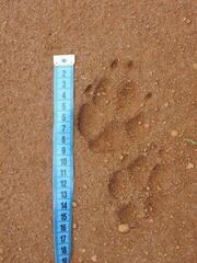 Chrysocyon brachyurus