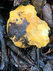 Cantharellus californicus
