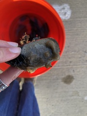 Aplidium stellatum