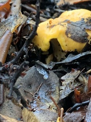 Cantharellus californicus