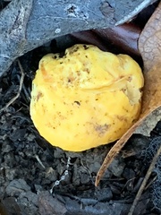 Cantharellus californicus