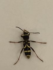 Clytus arietis