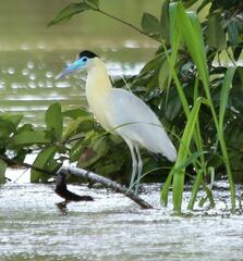 Pilherodius pileatus