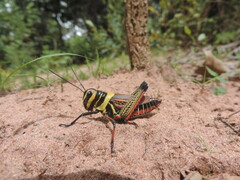 Xestotrachelus robustus