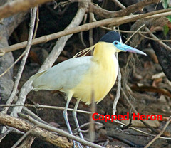 Pilherodius pileatus