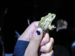 Lithobates
