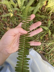 Nephrolepis exaltata