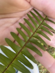 Nephrolepis exaltata