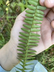 Nephrolepis exaltata