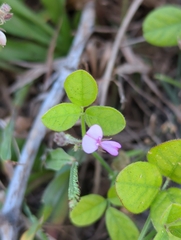 Desmodium tortuosum