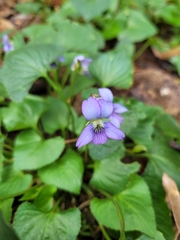 Viola septemloba