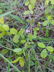 Desmodium tortuosum