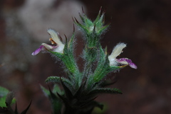 Stachystemon mucronatus