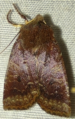 Conistra ligula