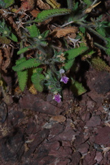 Stachystemon mucronatus