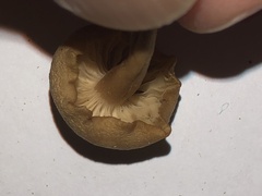 Clitocybe deceptiva