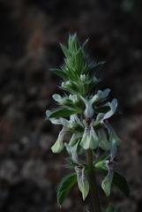 Stachys ocymastrum