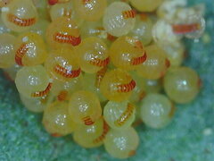 Polypodium interjectum