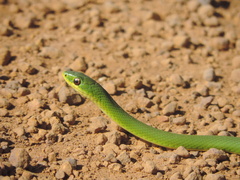 Erythrolamprus typhlus