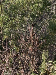 Dirca occidentalis