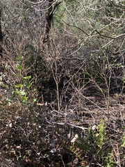 Dirca occidentalis