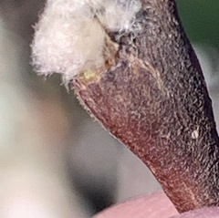 Dirca occidentalis