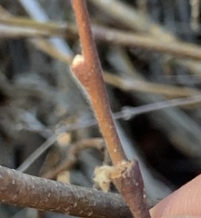 Dirca occidentalis