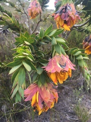 Liparia splendens splendens