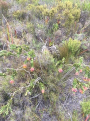 Liparia splendens splendens