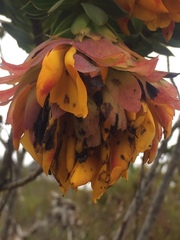 Liparia splendens splendens