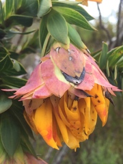 Liparia splendens splendens