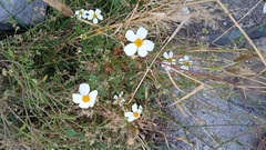 Bidens odorata