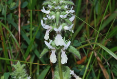 Stachys ocymastrum