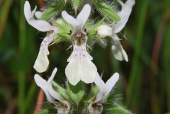 Stachys ocymastrum