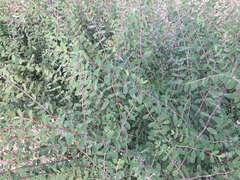 Euphorbia magdalenae