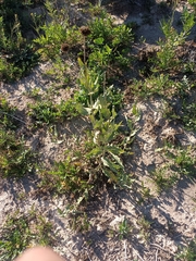 Helianthus laciniatus