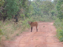 Chrysocyon brachyurus