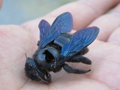 Xylocopa fimbriata