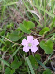 Geranium baurianum