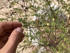 Indigofera fruticosa