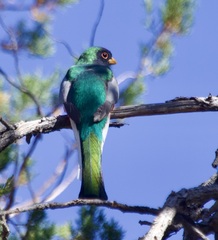Trogon elegans