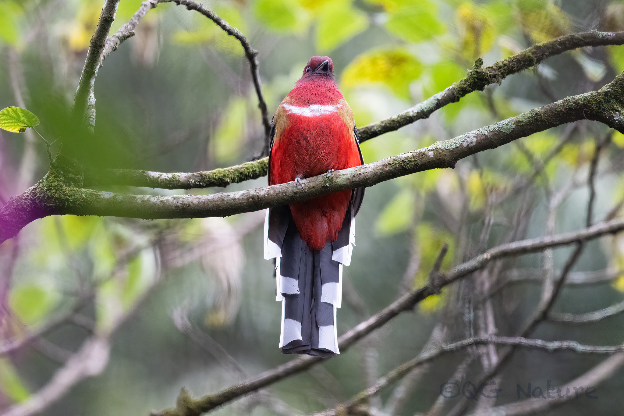 Red-headed Trogon