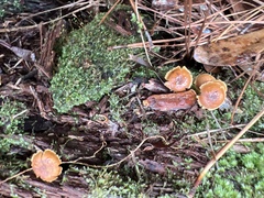 Xeromphalina cauticinalis pubescentipes