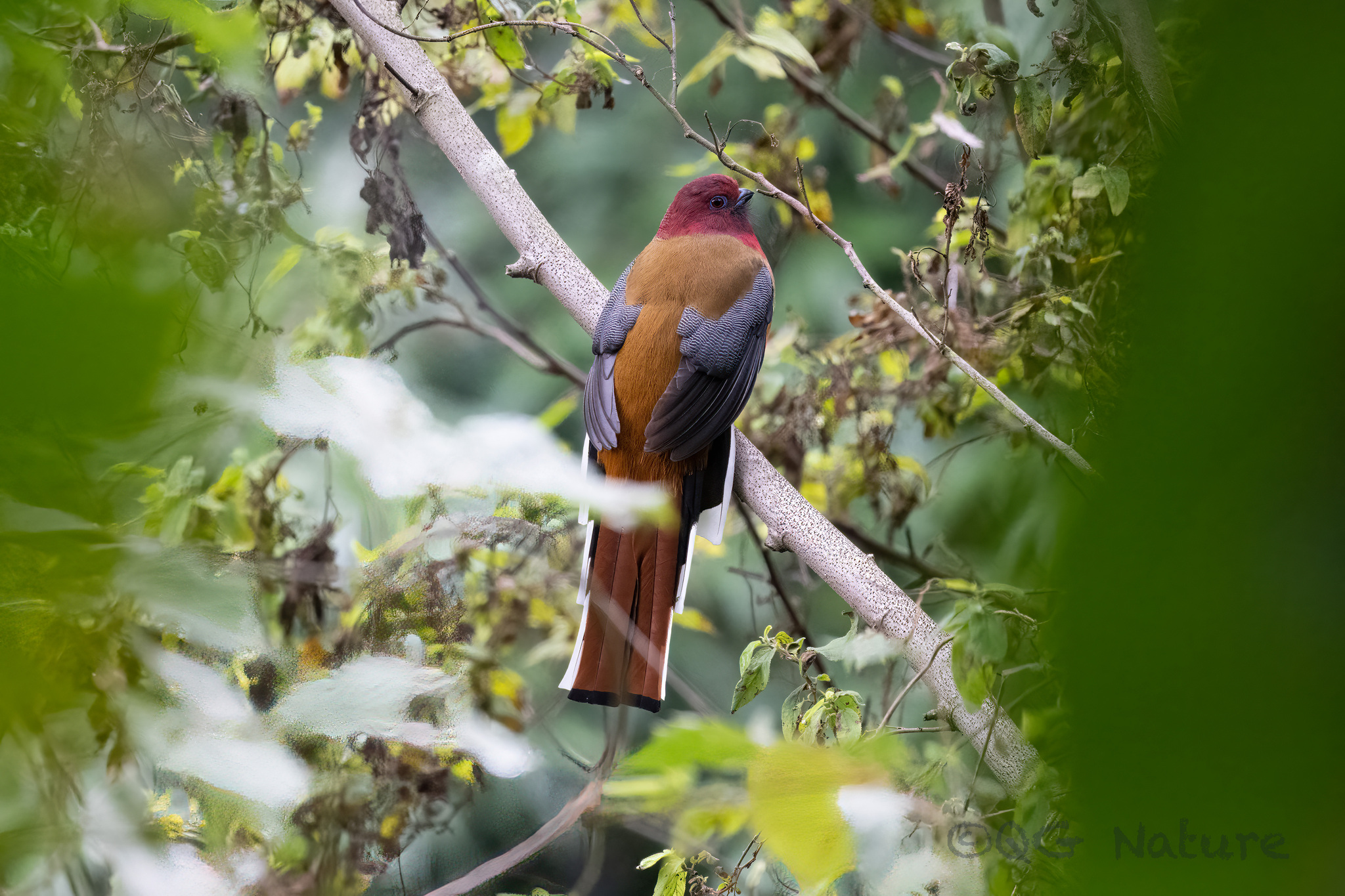 Red-headed Trogon