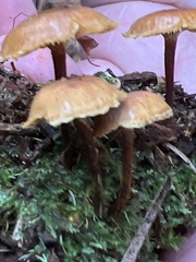 Xeromphalina cauticinalis pubescentipes