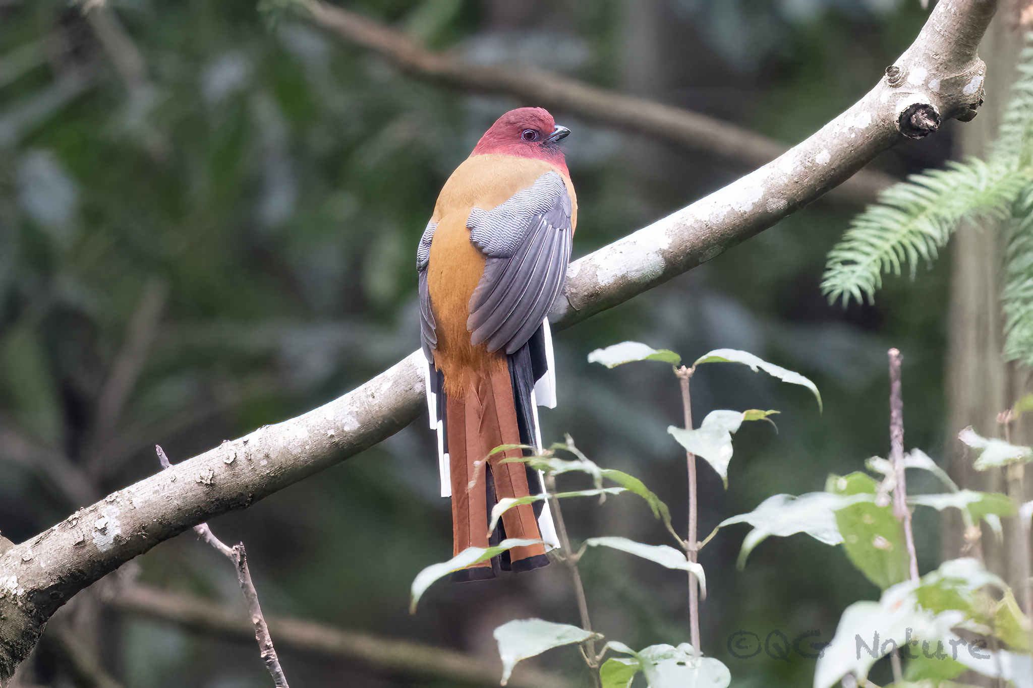 Red-headed Trogon