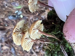 Xeromphalina cauticinalis pubescentipes