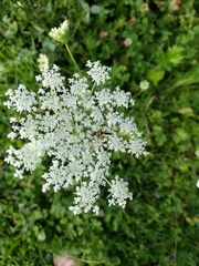 Strangalia attenuata
